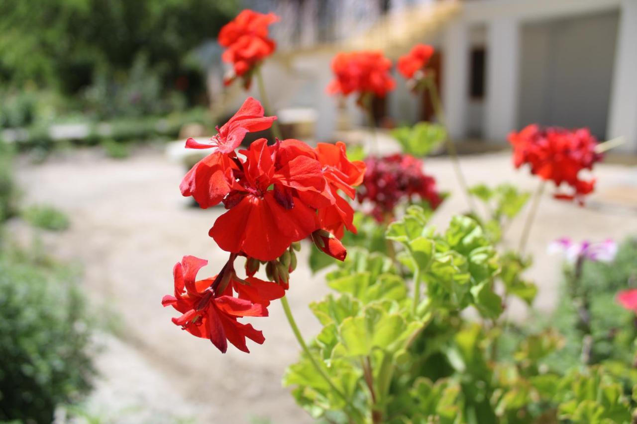 Sernang Homestay Hundar Exteriér fotografie